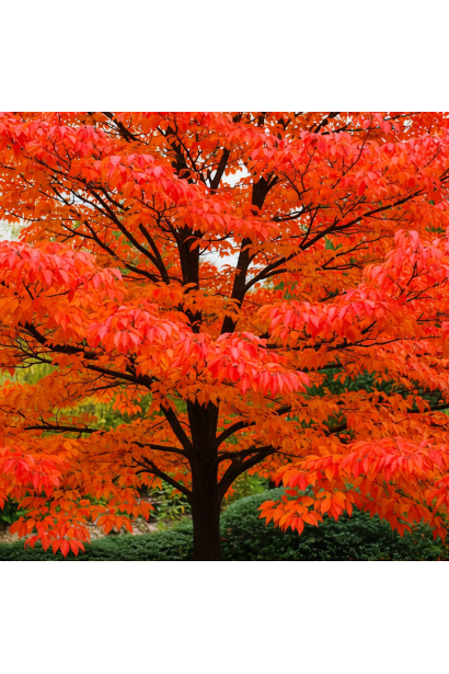 Парротія Белла